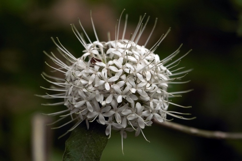 Northern Pompon Bridesbush (Pavetta cataractarum)