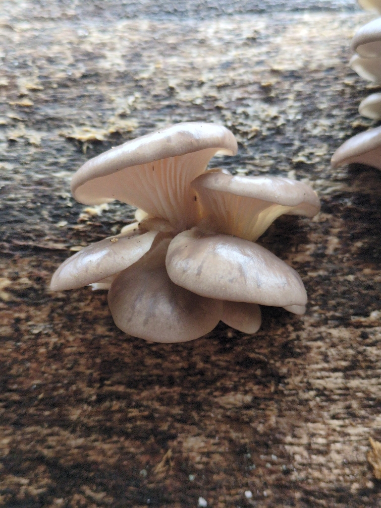 Pleurotus ostreatus · November 2025 · photo: © vincent_b (iNaturalist, cc-by)