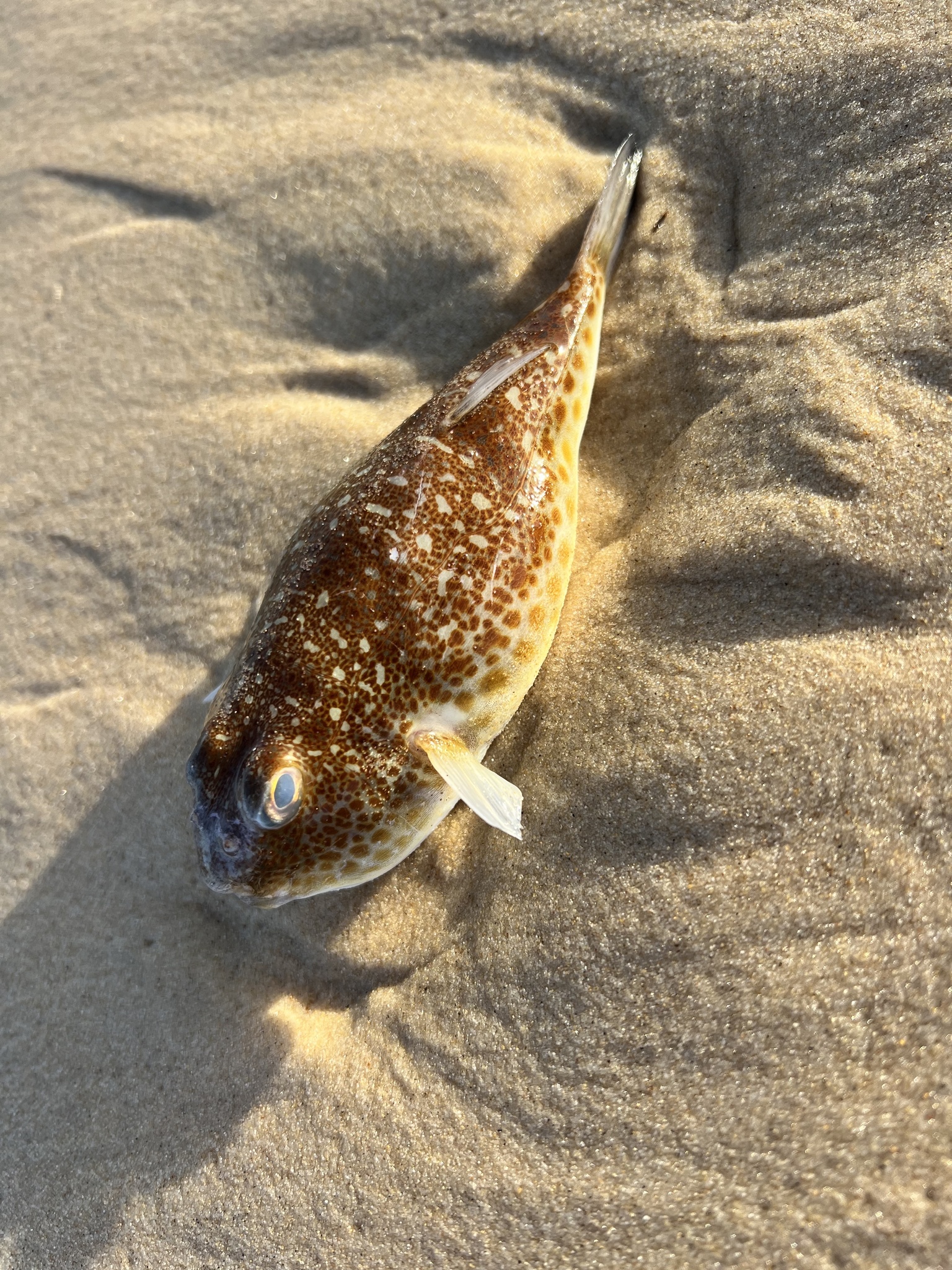 Highfin Toadfish photo 3