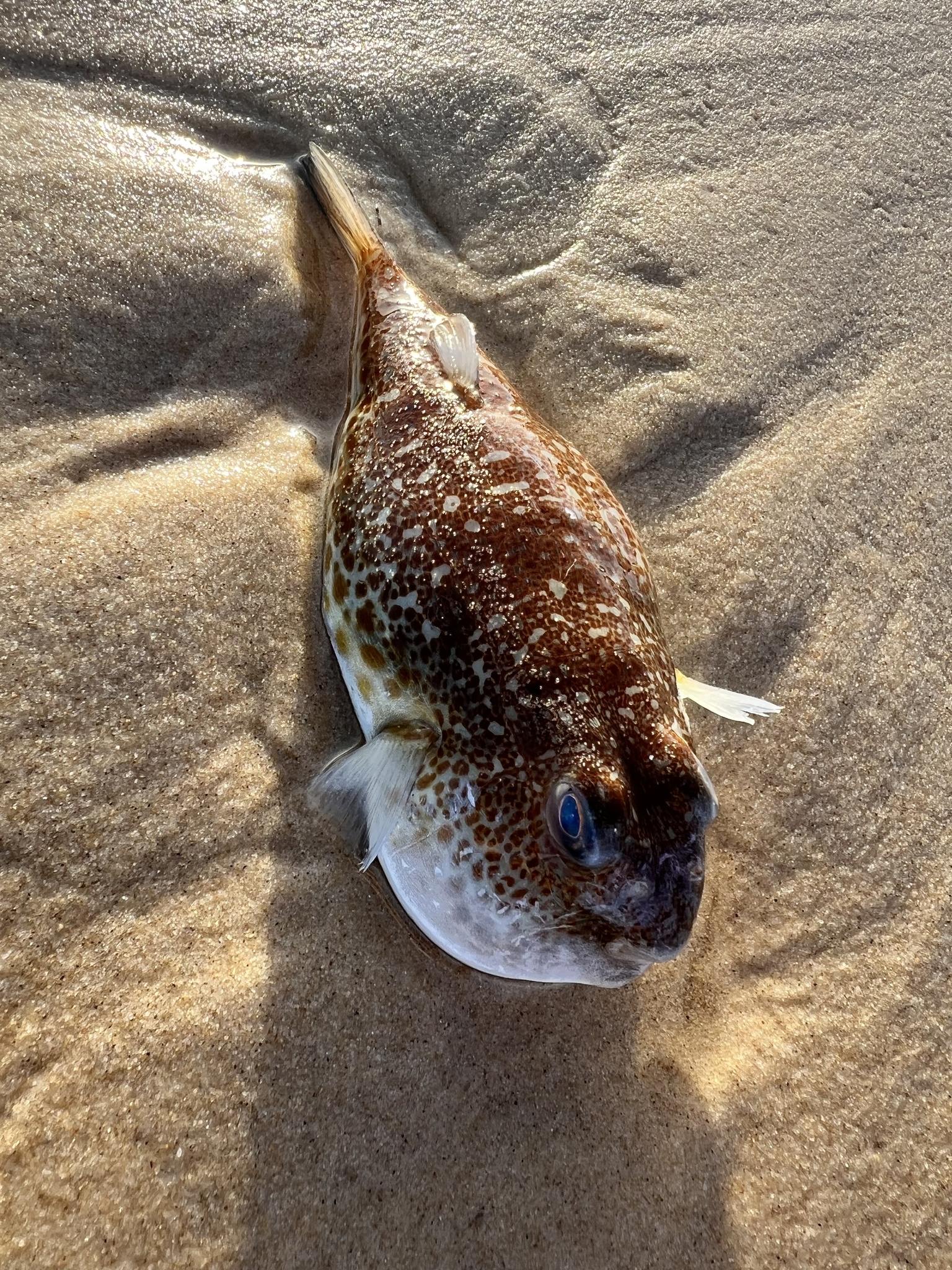 Highfin Toadfish photo 4
