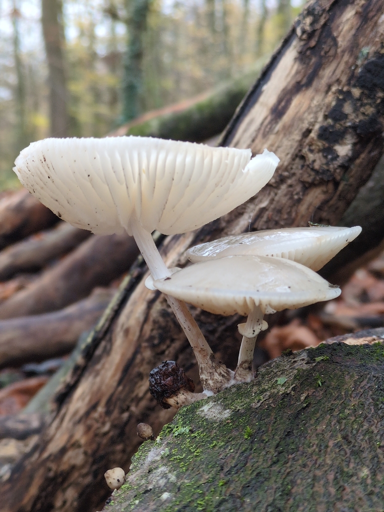 Oudemansiella mucida · November 2025 · photo: © vincent_b (iNaturalist, cc-by)