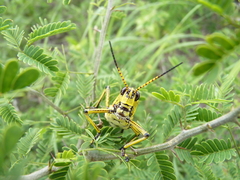 Taeniopoda tamaulipensis