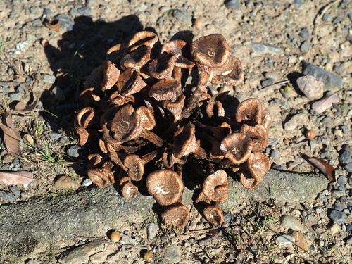 Desarmillaria tabescens