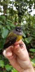 Myiotriccus ornatus