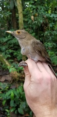 Turdus maculirostris