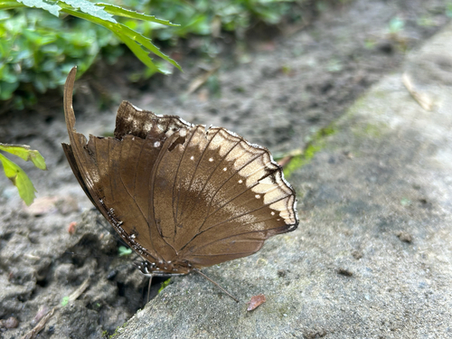 Great Eggfly