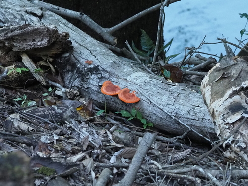 Trametes coccinea