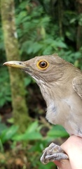 Turdus maculirostris