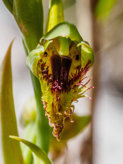 Calochilus herbaceus