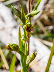 Calochilus herbaceus