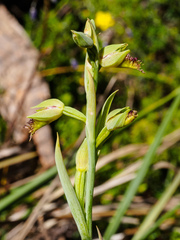 Calochilus herbaceus