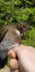 Dagua Thrush photo 2