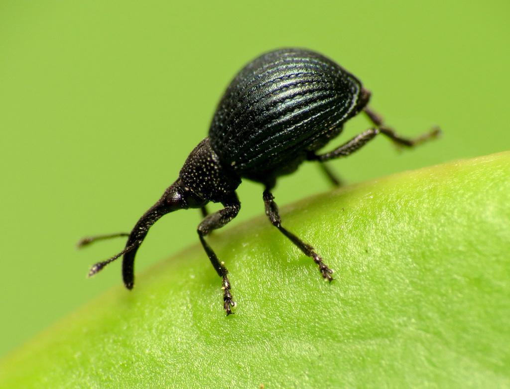 Holotrichapion pisi