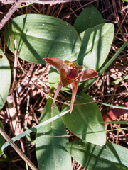 Chiloglottis triceratops