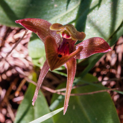 Chiloglottis triceratops