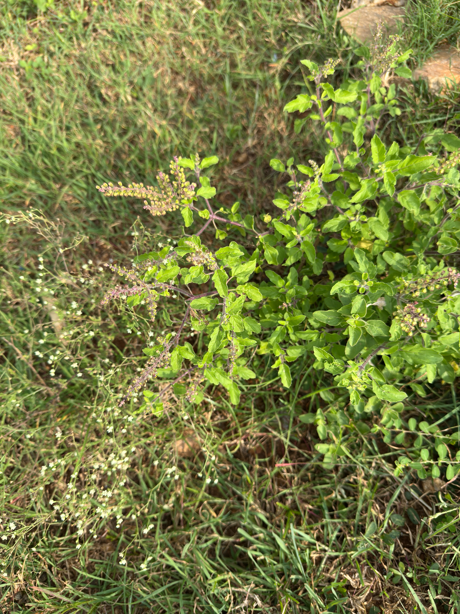 Holy Basil (Ocimum tenuiflorum)