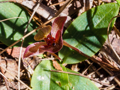 Chiloglottis triceratops