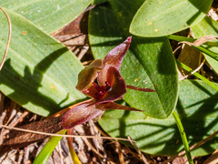 Chiloglottis triceratops