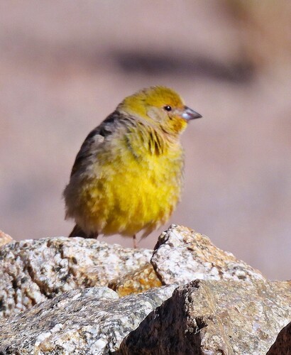 Bright-rumped Yellow Finch (Sicalis uropygialis), photo 10