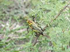 Taeniopoda tamaulipensis