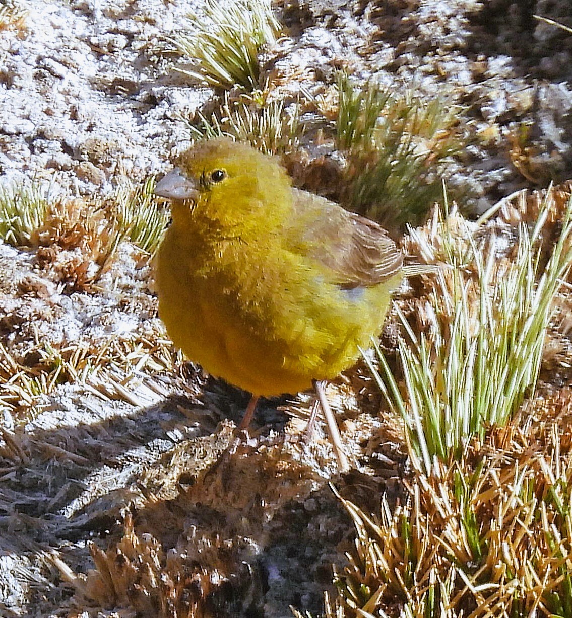Puna Yellow Finch (Sicalis lutea), photo 10