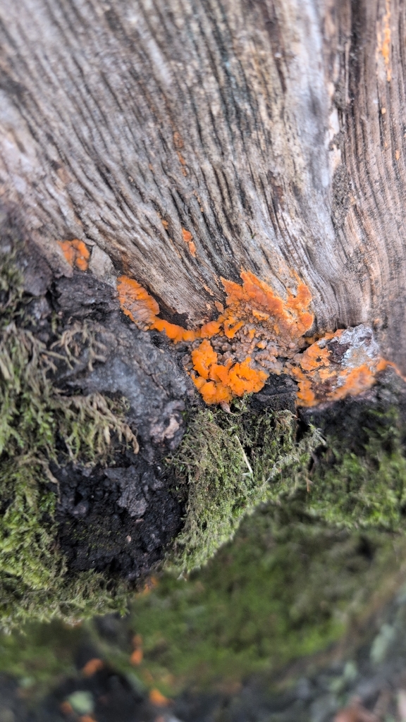 Phlebia radiata · November 2025 · photo: © lynxrechts (iNaturalist, cc-by)