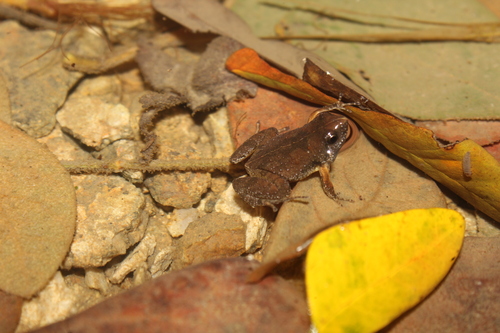 Microhyla orientalis