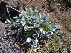 Senecio gilliesianus