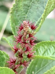 Acalypha communis