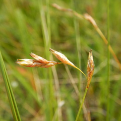 Carex praticola