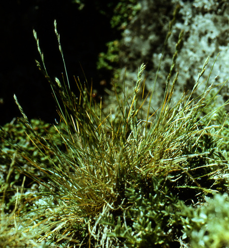 Alaska Fescue (Festuca brevissima)