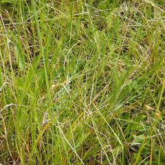 Carex praticola