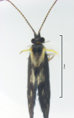 Pycnocentrodes modestus
