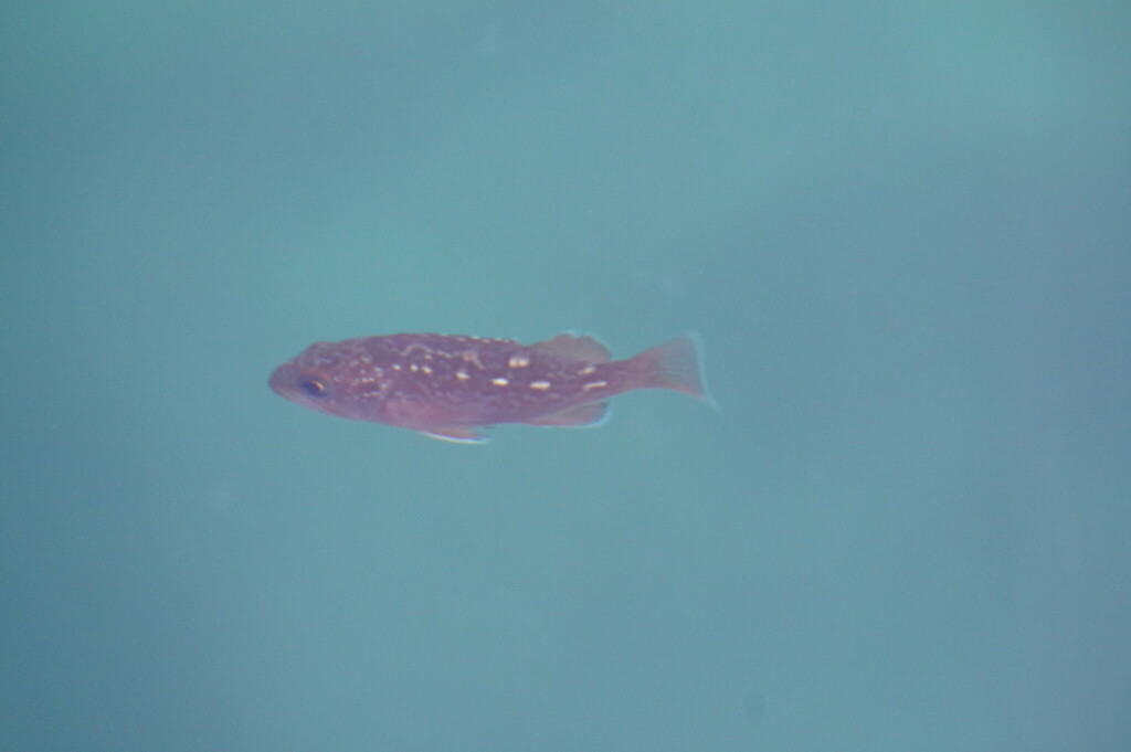 White-edged rockfish (Sebastes taczanowskii) — Sebastidae