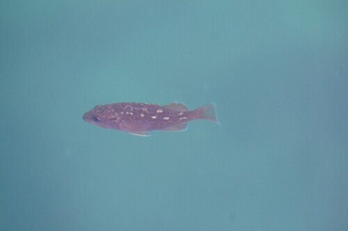 White-edged rockfish (Sebastes taczanowskii) — Sebastidae