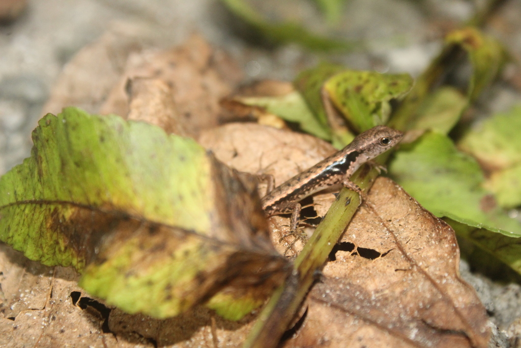 Sphenomorphus celebensis (Sphenomorphus celebensis)