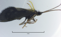 Pycnocentrodes modestus