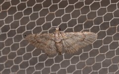 Sigilliclystis insigillata