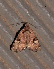 Pyripnoa auricularia