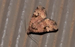 Pyripnoa auricularia