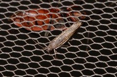 Xylorycta melaleucae