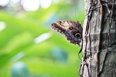 Caligo telamonius memnon