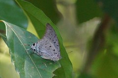 Pseudolycaena damo