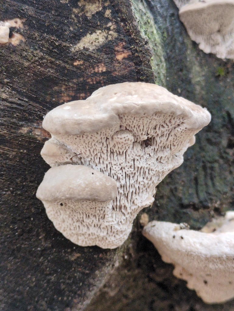 Trametes gibbosa · November 2025 · photo: © vincent_b (iNaturalist, cc-by)