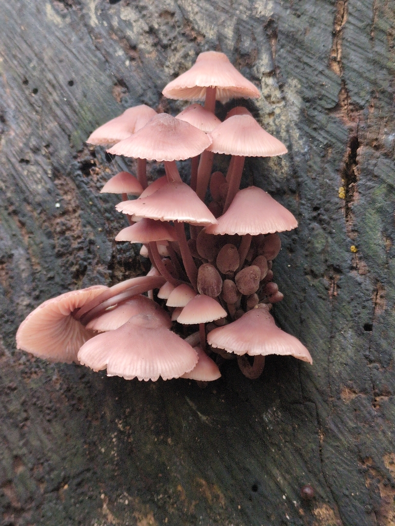 Mycena haematopus · November 2025 · photo: © vincent_b (iNaturalist, cc-by)