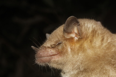 Leptonycteris nivalis