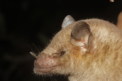 Leptonycteris nivalis