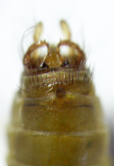 Pycnocentrodes modestus