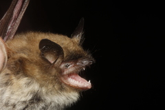 Myotis auriculus