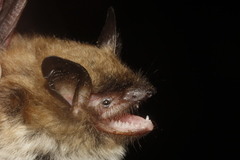 Myotis auriculus